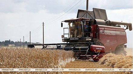 В Беларуси намолочено 10,4 млн тонн зерна с учетом рапса и кукурузы