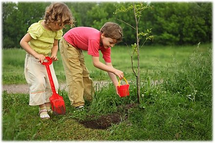 Школьники Гродненской области присоединятся к всемирной кампании по посадке 100 млн деревьев