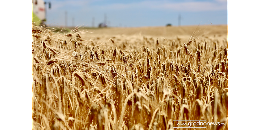 Аграрии Беларуси намолотили свыше 8,7 млн тонн зерна