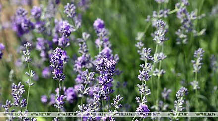 Тепло и малооблачно будет сегодня в Беларуси