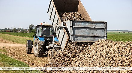 В Беларуси убрана почти четверть площадей сахарной свеклы