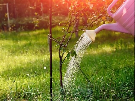 Минприроды проводит акцию «Полей дерево – сохрани ему жизнь!»