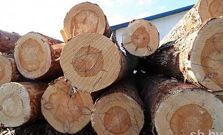 Минлесхоз предлагает внедрять систему электронного учета древесины поэтапно до конца 2021 года