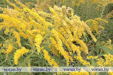 Золотарник — растение-оккупант