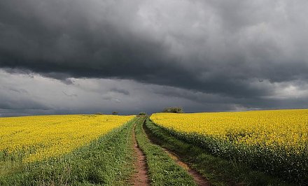 Сильный и шквалистый. Синоптики из-за ветра объявили оранжевый уровень опасности