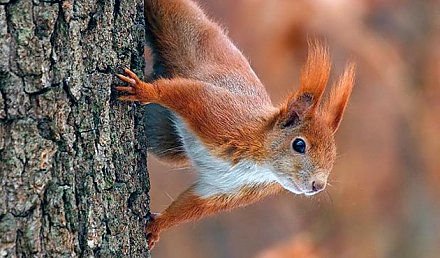 Заморозки и мокрый снег ожидаются в Беларуси в последние дни 2019 года