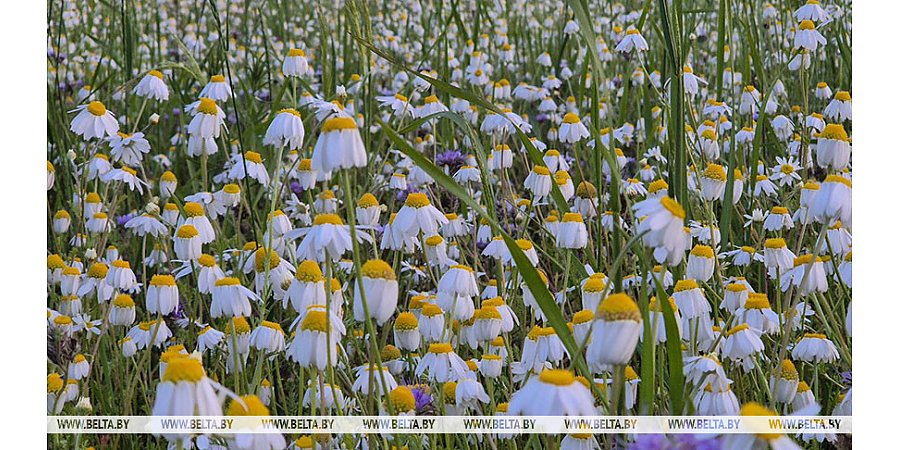 Порывистый ветер и кратковременные дожди ожидаются сегодня в Беларуси