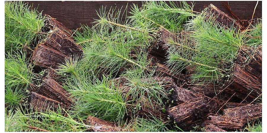 Белорусам предложили посадить дерево во время акции "Аднавім лясы разам!"