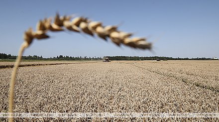 Александр Лукашенко подписал указ о страховании урожая на 2023 год