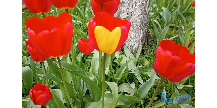 5 простых советов, как продлить жизнь букету тюльпанов