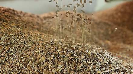 В Беларуси определили, какие организации будут проводить анализ семян лесных растений