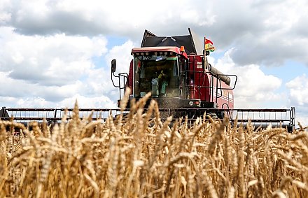 В Гродненской области намолотили 1,5 млн т зерна