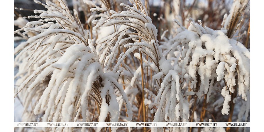 Кратковременный снег и до +1°С ожидается сегодня в Беларуси