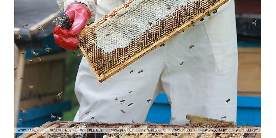 Новые правила по охране труда в сельском и рыбном хозяйствах утверждены в Беларуси