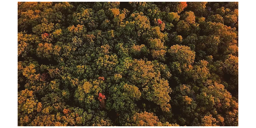 Народные приметы на 16 октября: как осина помогала отвадить нечисть