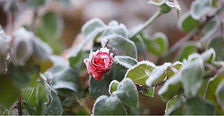 Зима идет в Беларусь. Синоптики рассказали о погоде на 13-15 ноября