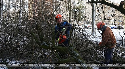 Утренний снег и ветер в Гродненской области: зафиксировано 17 случаев падения деревьев на дороги