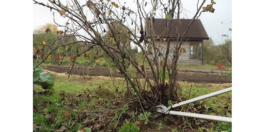 Посадка культур, обрезка, укрытие: какие работы еще стоит выполнить в саду и огороде до зимы