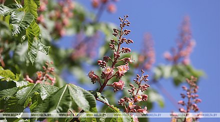 Теплая и без осадков погода будет сегодня в Беларуси