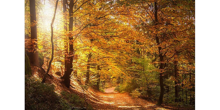 Лето возвращается? На ближайшие выходные синоптики обещают до +25°С