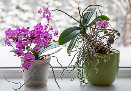 Как ухаживать за орхидеей зимой: 7 советов для садоводов