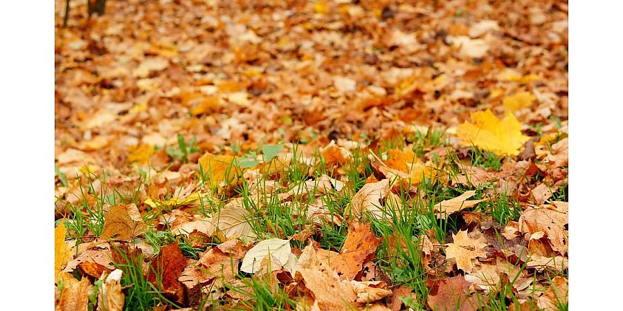 Можно ли сжигать опавшие листья на участках