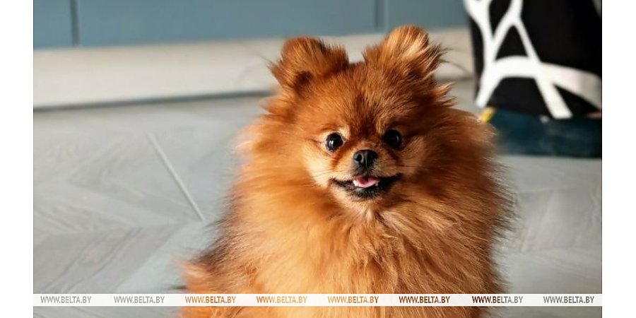 Владельцам жилья поступают напоминания о необходимости зарегистрировать домашнее животное. Как это сделать?