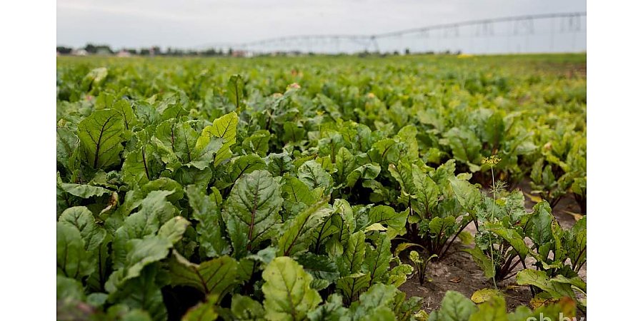 В НАН Беларуси рассказали, когда и как правильно собирать корнеплоды