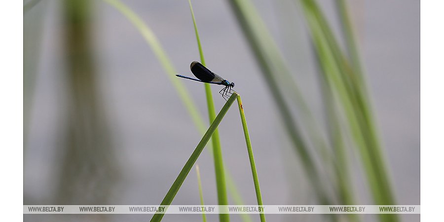 Экологическая акция "Мы заботимся" стартует в Беларуси 16 сентября