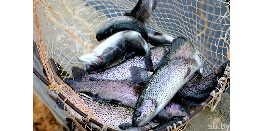 На повестке —  рыбохозяйственная деятельность