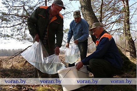 Березки заплакали —  польза в каждой слезе