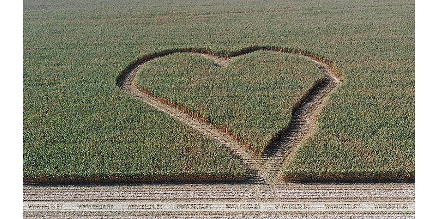 С любовью к стране. Комбайнеры выкосили на кукурузном поле в Дятловском районе стометровое сердце