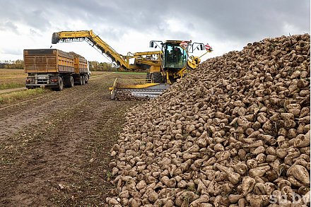 Свыше 2 млн тонн сахарной свеклы накопали в Беларуси