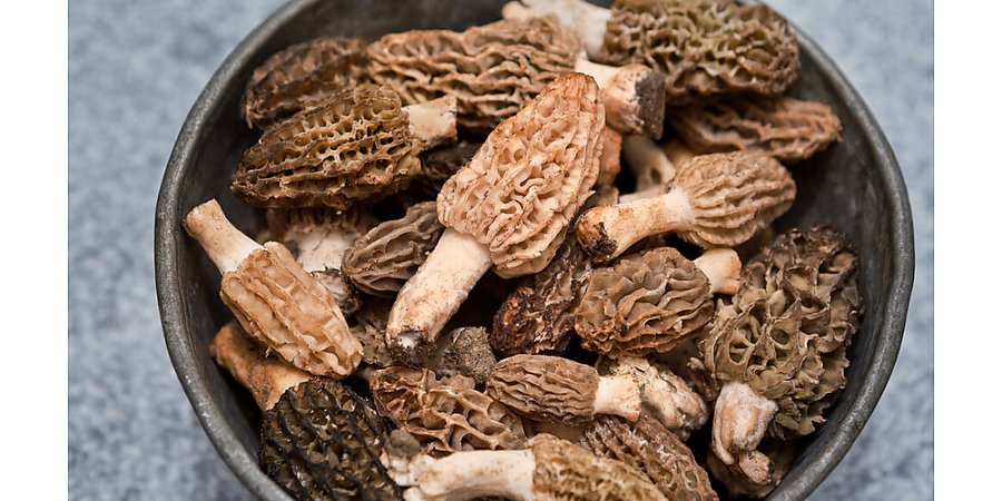 Сморчки и строчки: как не отравиться грибами?