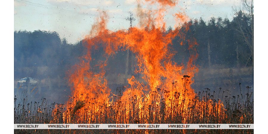 За минувшие сутки в Гродненской области 11 раз горела сухая растительность