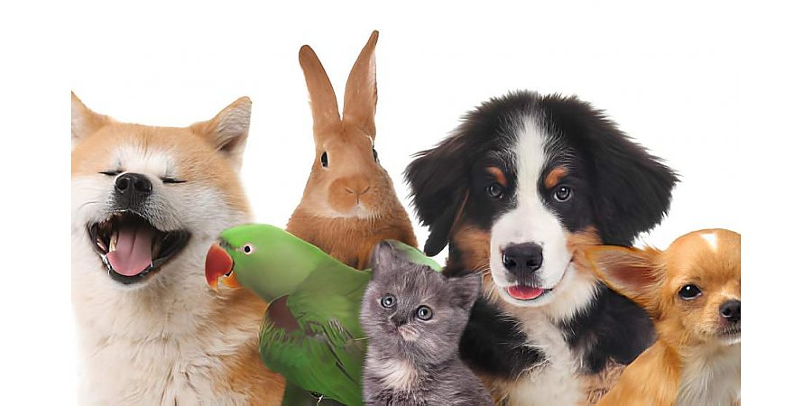 Купите мне собаку, кота и черепаху… Правила содержания домашних животных