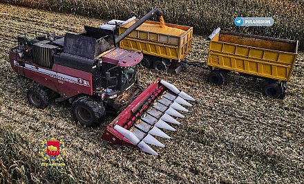 В Гродненской области продолжают убирать кукурузу. Урожай радует