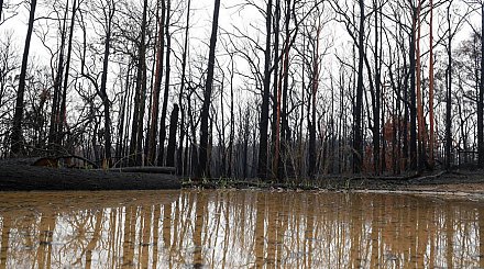 В Австралии идут самые сильные ливни за последние 20 лет