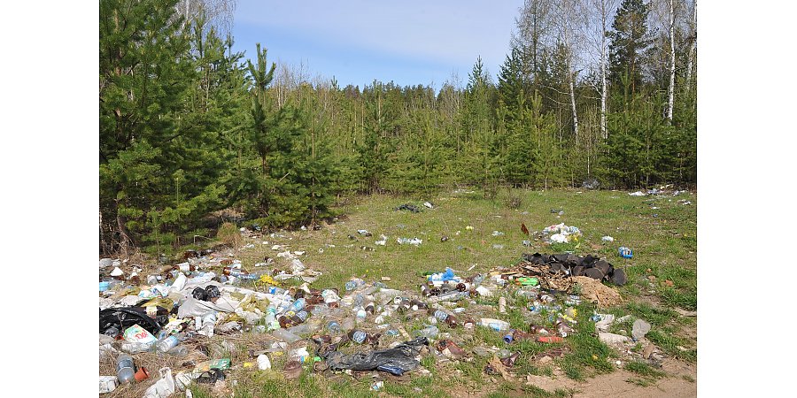 На контроле — порядок в лесах