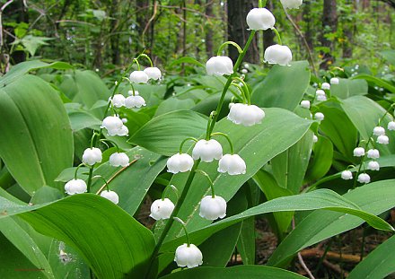 Минприроды призывает отказаться от сбора и покупки первоцветов