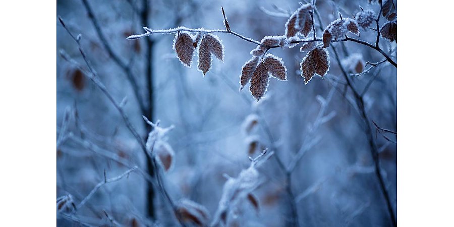 Гололедица и до -18°С ночью. Какой будет погода в Беларуси 23 февраля