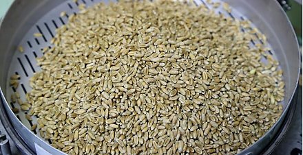 Совмин продлил запрет на вывоз некоторых видов зерновых