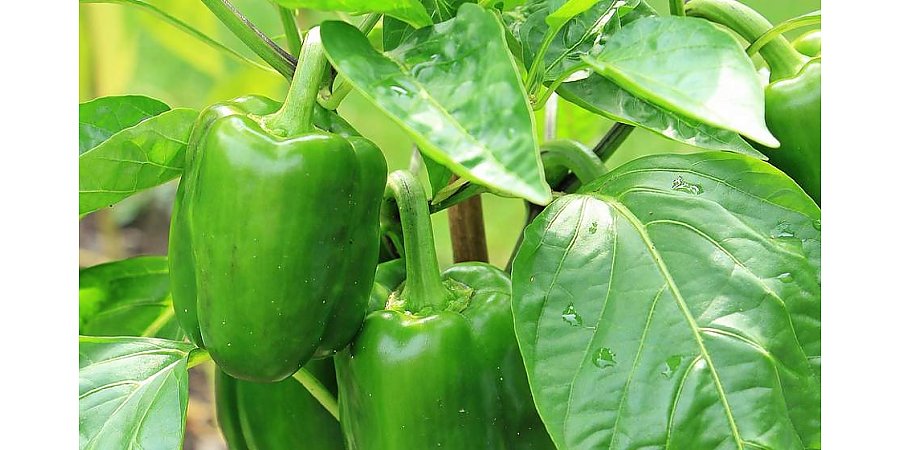 Календарь садовода: что делать с перцем в июне, чтобы собрать богатый урожай