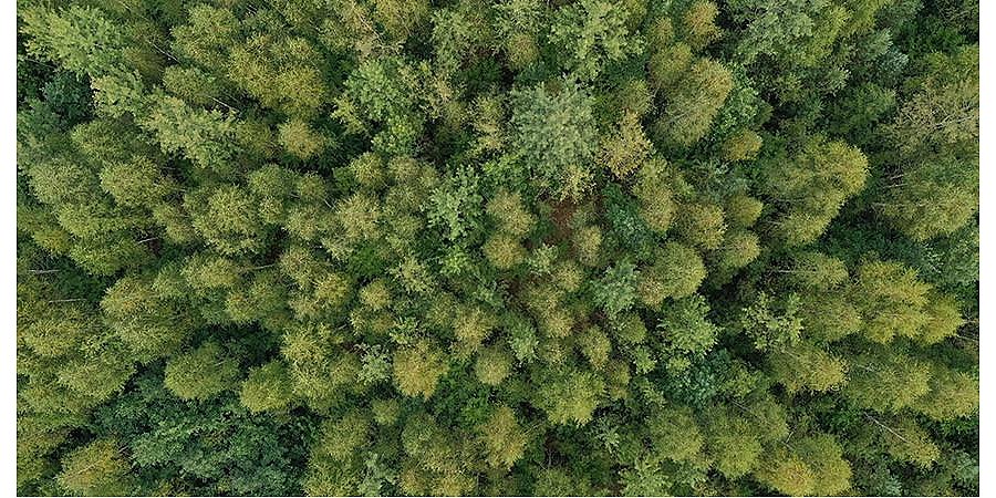 Ограничения на посещение лесов действуют во всех районах Гродненской области