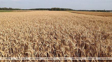 Александр Лукашенко продолжает серию выездов в регионы по сельхозтематике, в этот раз главная тема - семеноводство