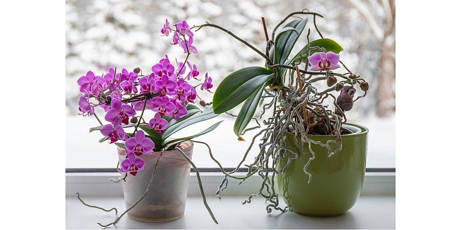 Как ухаживать за орхидеей зимой: 7 советов для садоводов