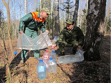 На Вороновщине началась заготовка березового сока