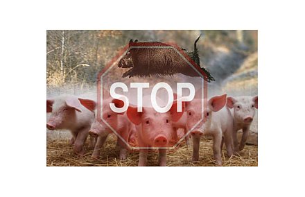 Снова об АЧС