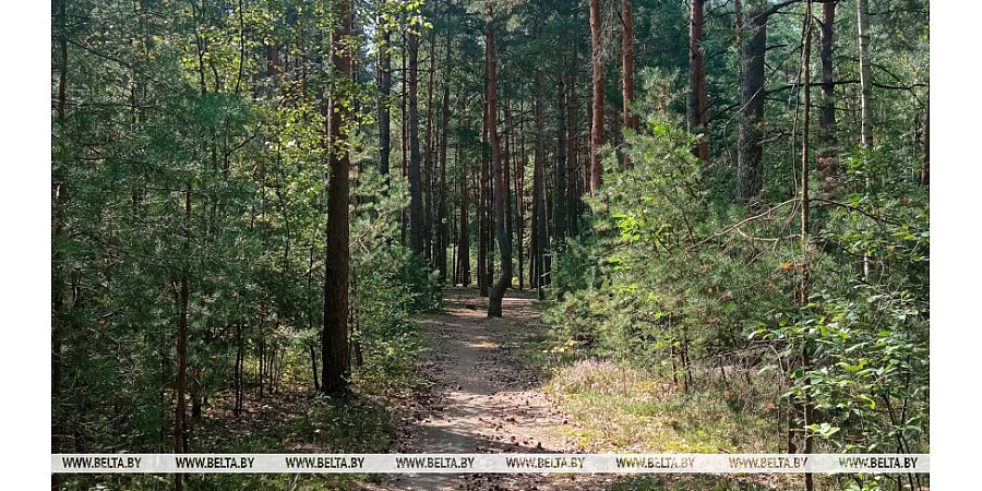 Ограничения на посещение лесов действуют в 86 районах Беларуси