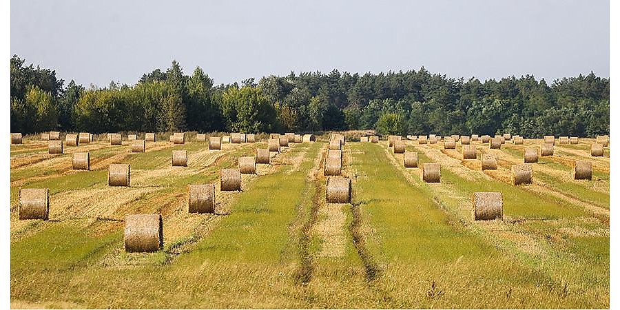 Вышли на финишную прямую. Аграрии Гродненщины намолотили 1,5 миллиона тонн зерна